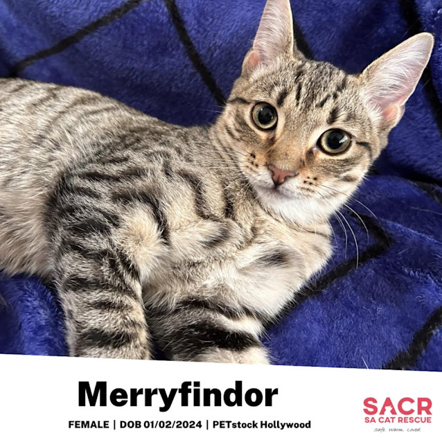 Photo of Merryfindor