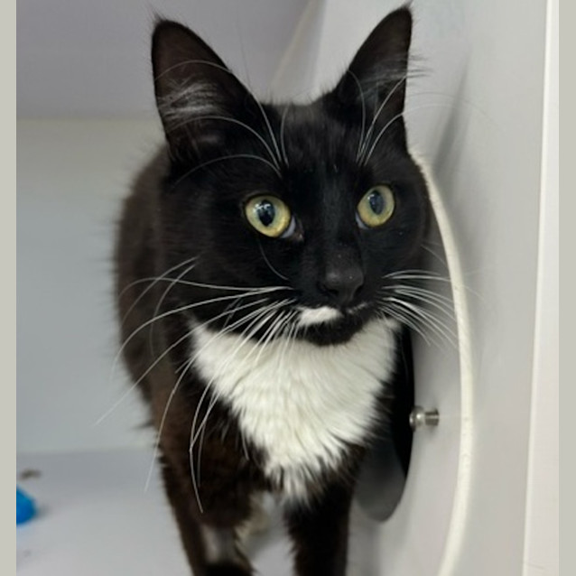 Photo of Oreo