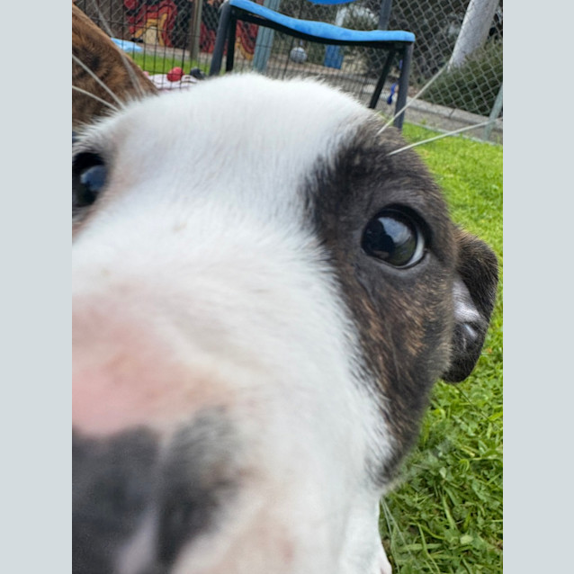 Photo of Milo