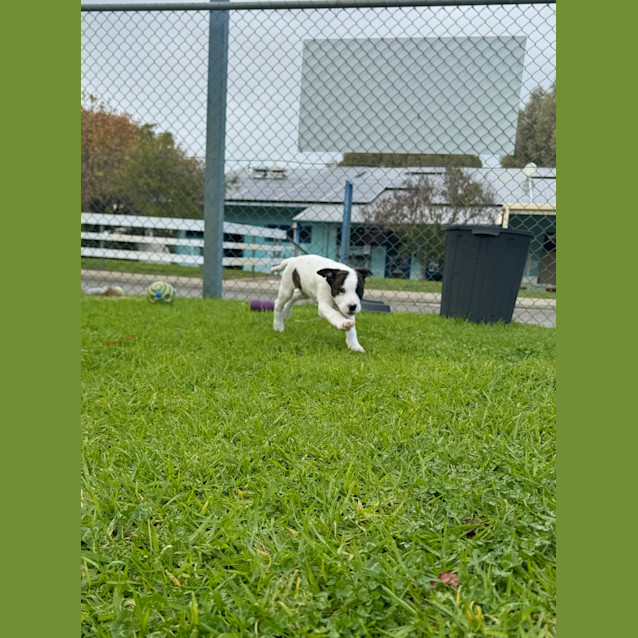 Photo of Milo