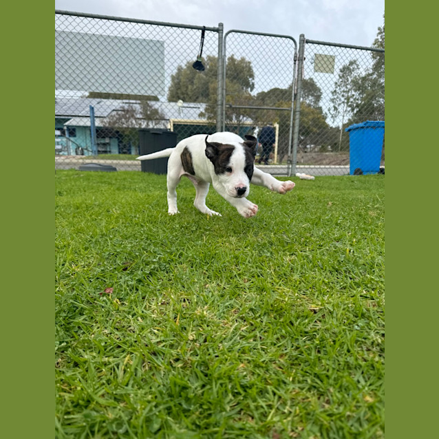 Photo of Milo