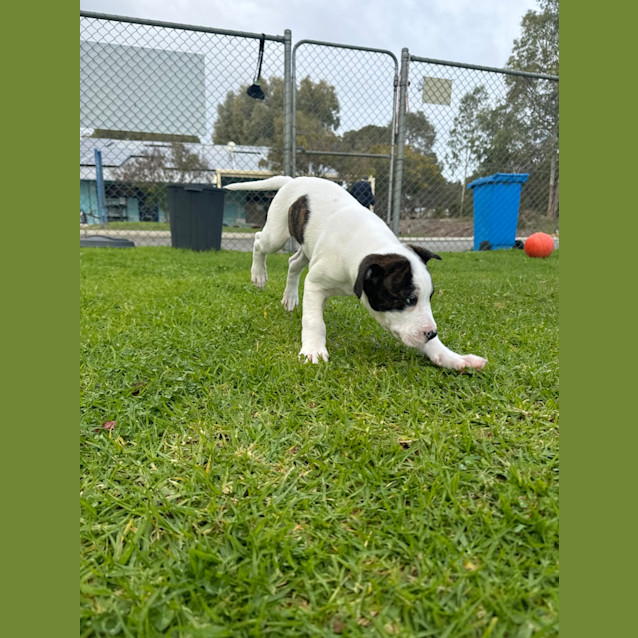 Photo of Milo