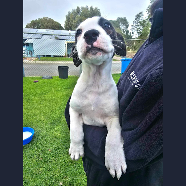 Photo of Milo