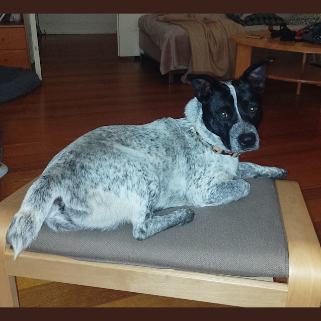 Photo of Blue Haliwell