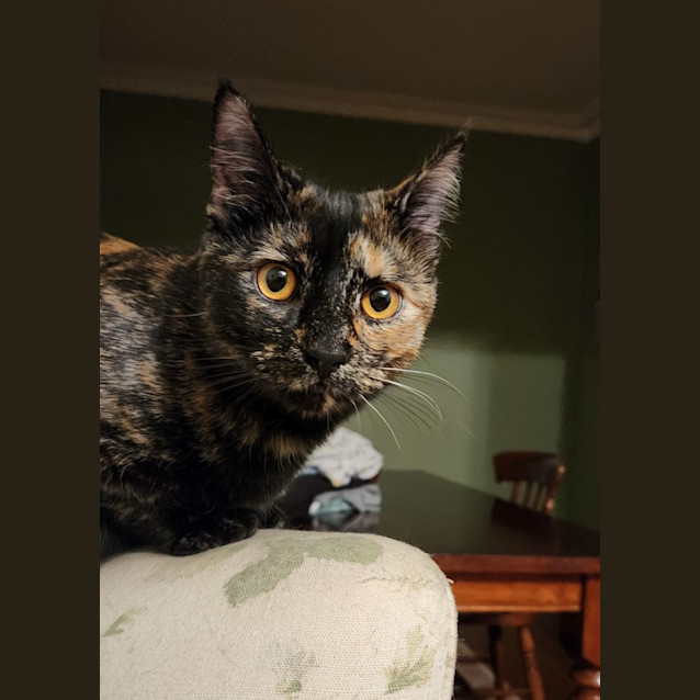 Photo of Raine ^^Dandy Cat Rescue^^