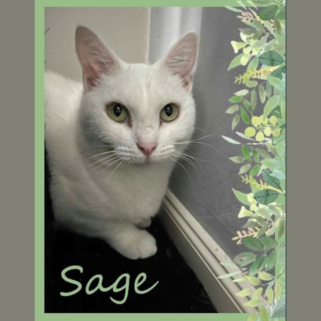 Photo of Sage 