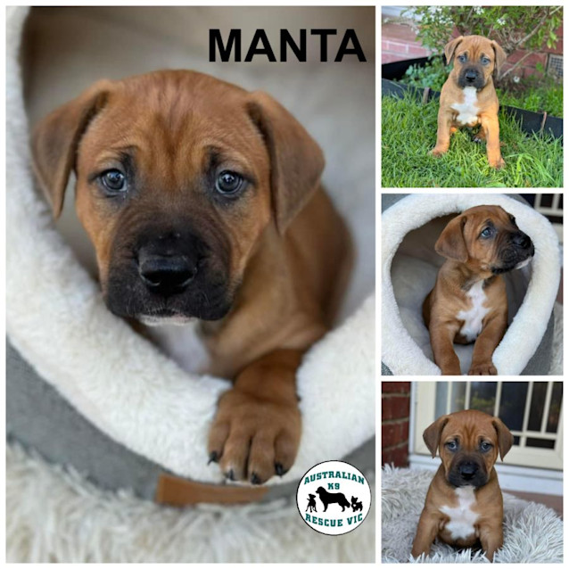 Photo of Manta 