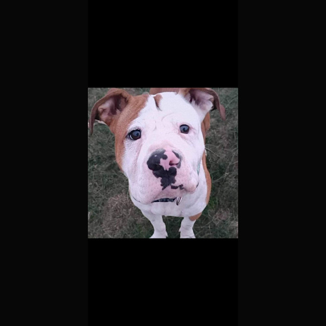 Photo of Bella