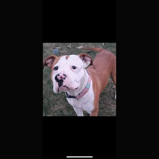 Photo of Bella