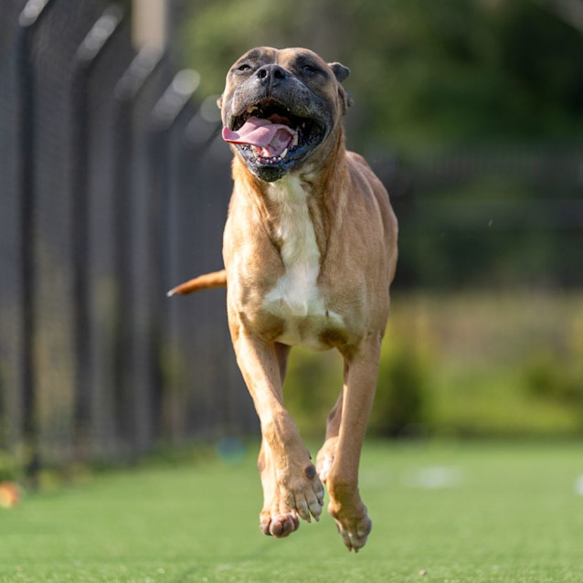 Photo of Fish Imp 821