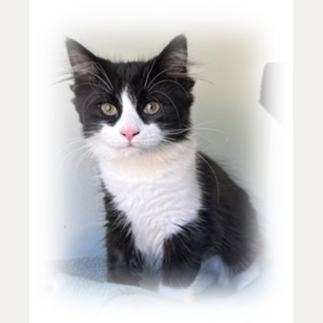 Photo of Batsey