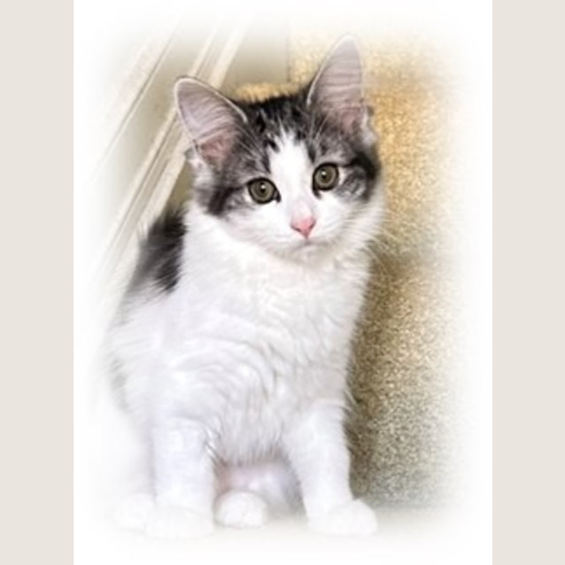 Photo of Moo Moo