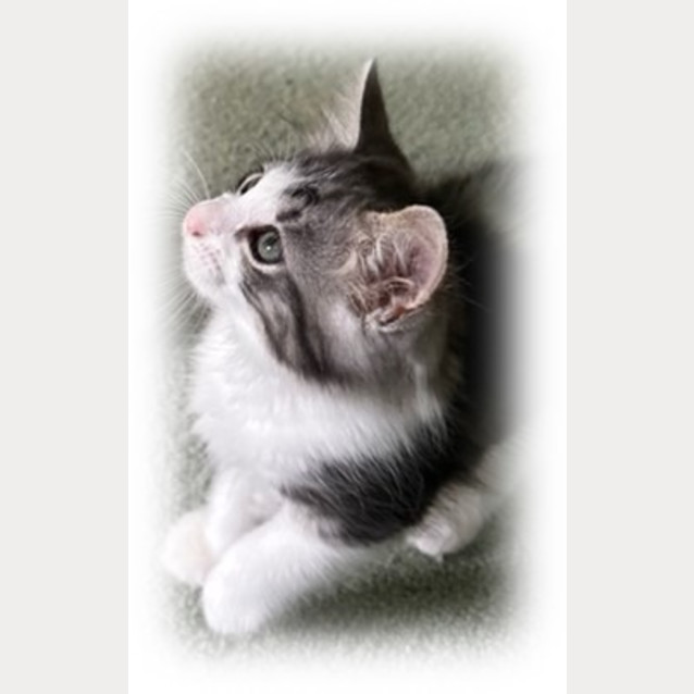 Photo of Moo Moo