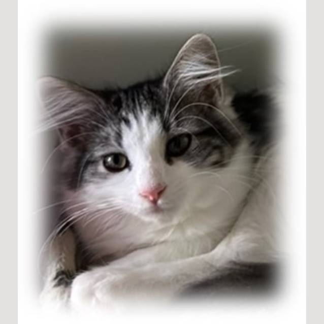 Photo of Moo Moo