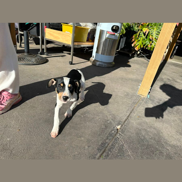 Photo of Lily