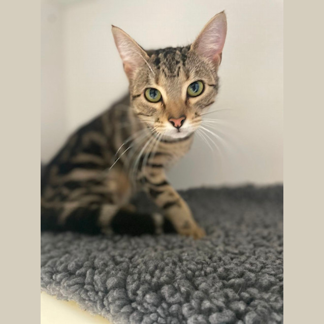 Photo of 🌂 Lola 5247 🌂