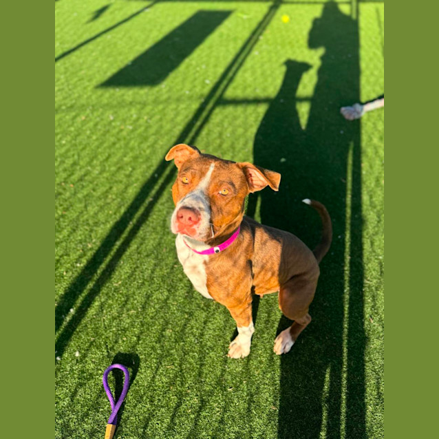 Photo of Akira Imp 471