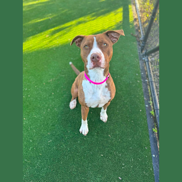 Photo of Akira Imp 471