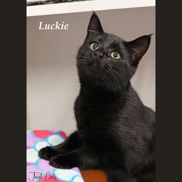 Photo of Luckie