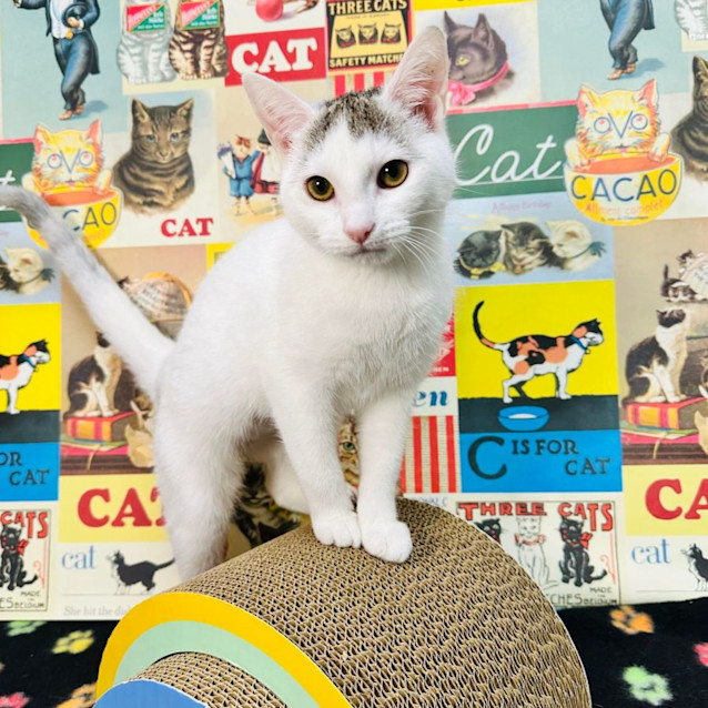 Photo of Curly   Located In Keilor 