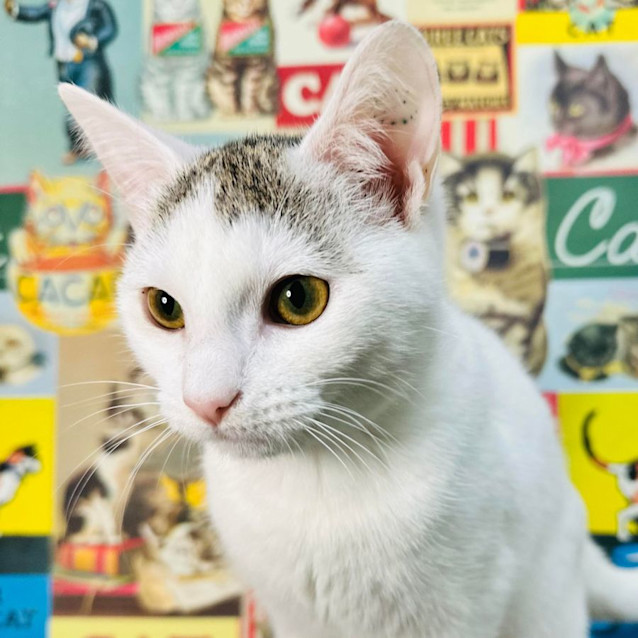 Photo of Curly   Located In Keilor 