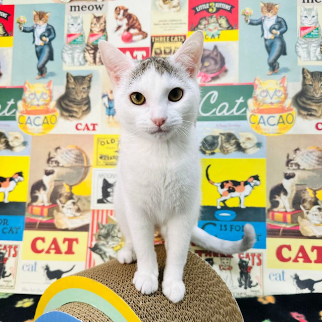 Photo of Curly   Located In Keilor 