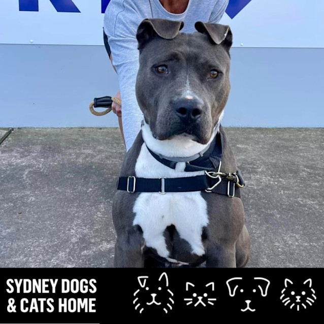 Photo of Lucky