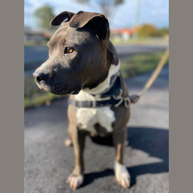 Photo of Lucky