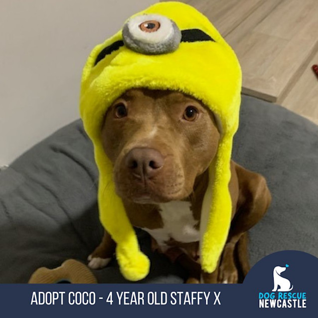 Photo of Coco   4 Year Old Staffy X (Trial)
