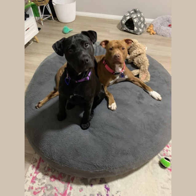 Photo of Coco   4 Year Old Staffy X (Trial)