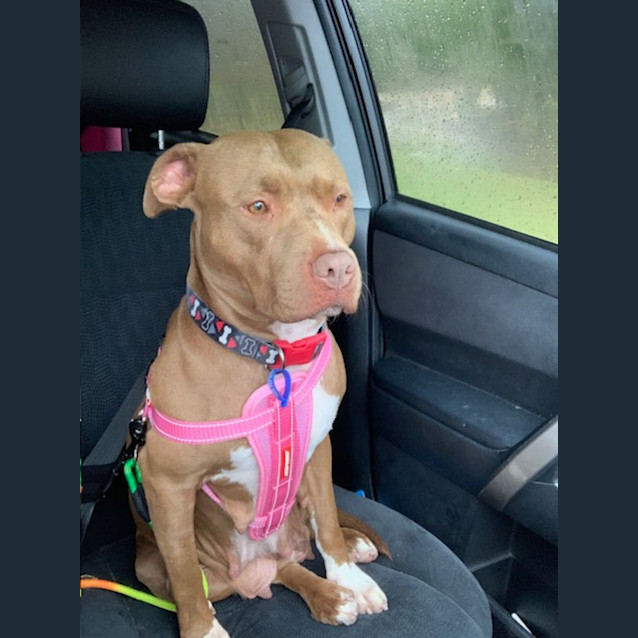 Photo of Coco   4 Year Old Staffy X (Trial)