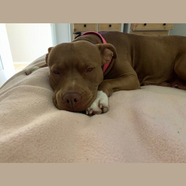 Photo of Coco   4 Year Old Staffy X (Trial)