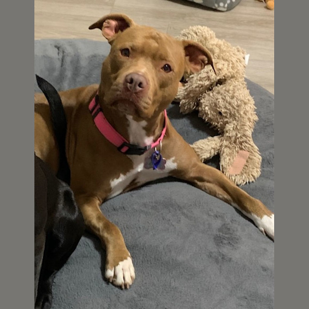 Photo of Coco   4 Year Old Staffy X (Trial)