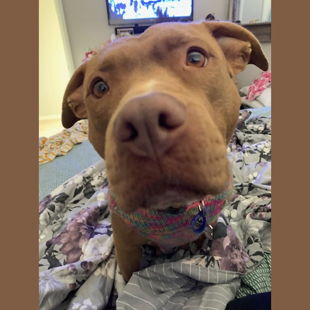 Photo of Coco   4 Year Old Staffy X (Trial)