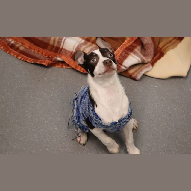 Photo of Annie