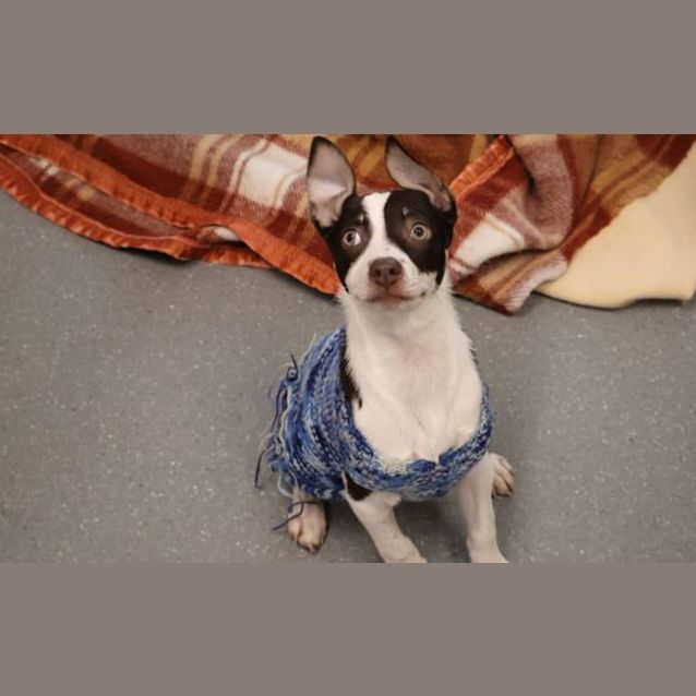 Photo of Annie