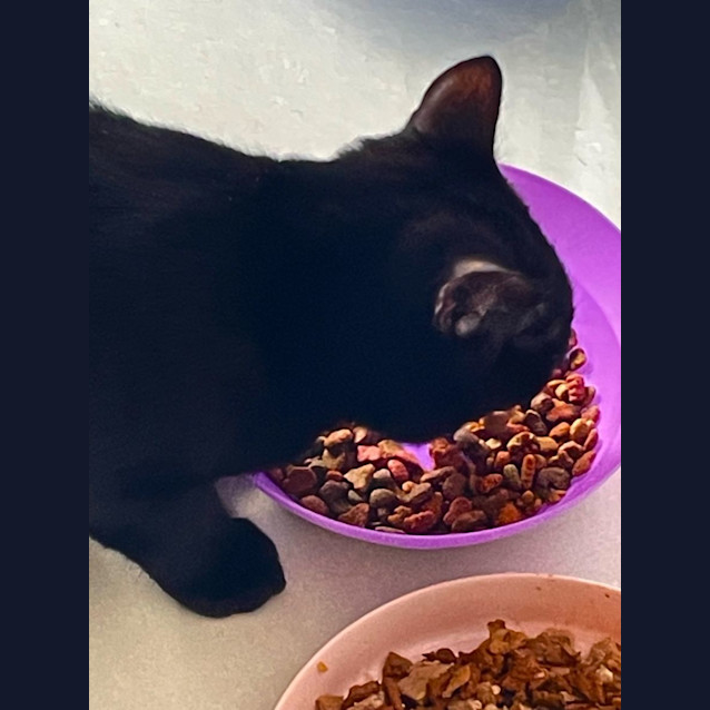 Photo of Blacky   5 Month Old Domestic Short Hair