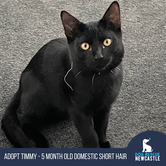 Photo of Timmy   5 Month Old Domestic Short Hair