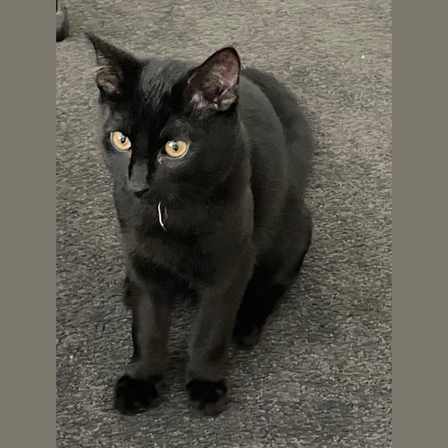 Photo of Timmy   5 Month Old Domestic Short Hair