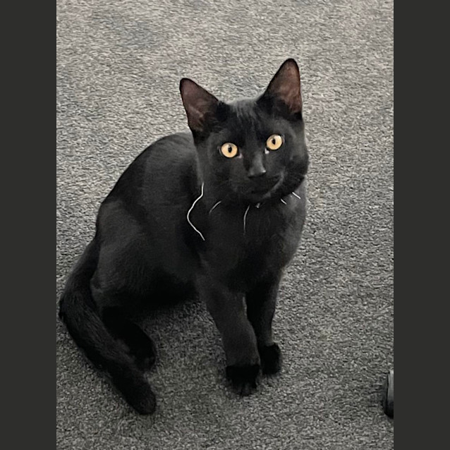 Photo of Timmy   5 Month Old Domestic Short Hair