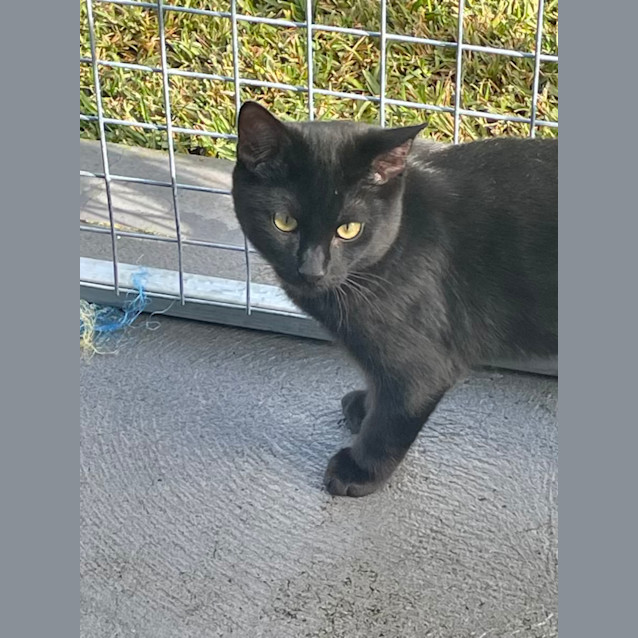 Photo of Timmy   5 Month Old Domestic Short Hair