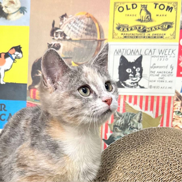 Photo of Butterscotch   Located In Preston 