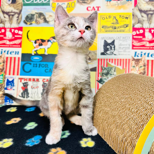 Photo of Butterscotch   Located In Preston 