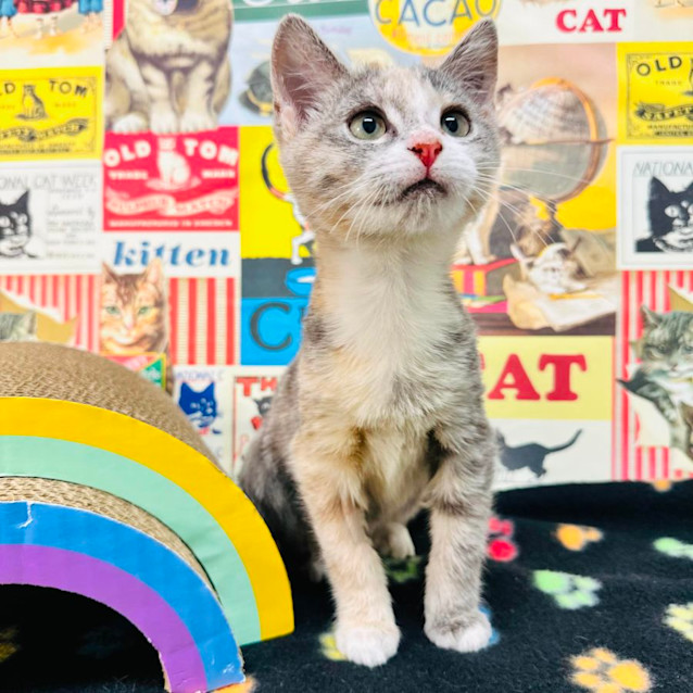 Photo of Butterscotch   Located In Preston 