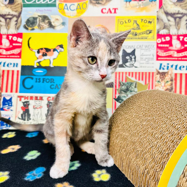 Photo of Butterscotch   Located In Preston 