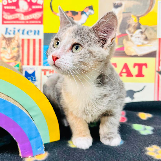 Photo of Butterscotch   Located In Preston 