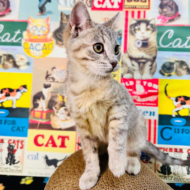 Photo of Taffy   Located In Preston