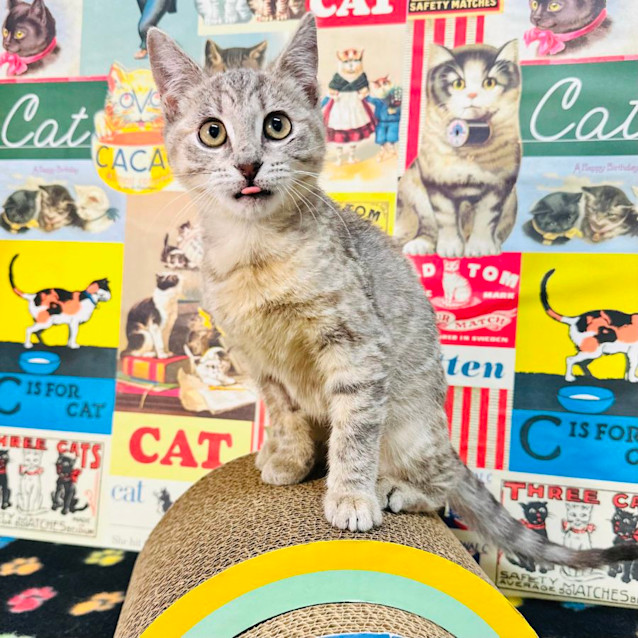 Photo of Taffy   Located In Preston