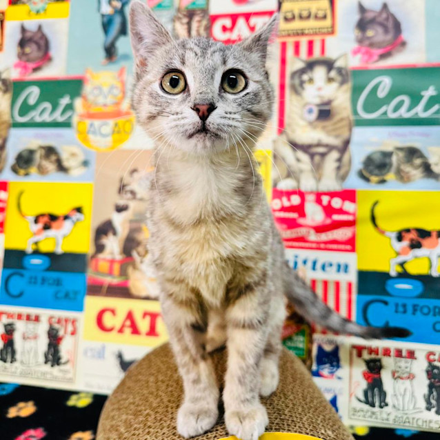 Photo of Taffy   Located In Preston