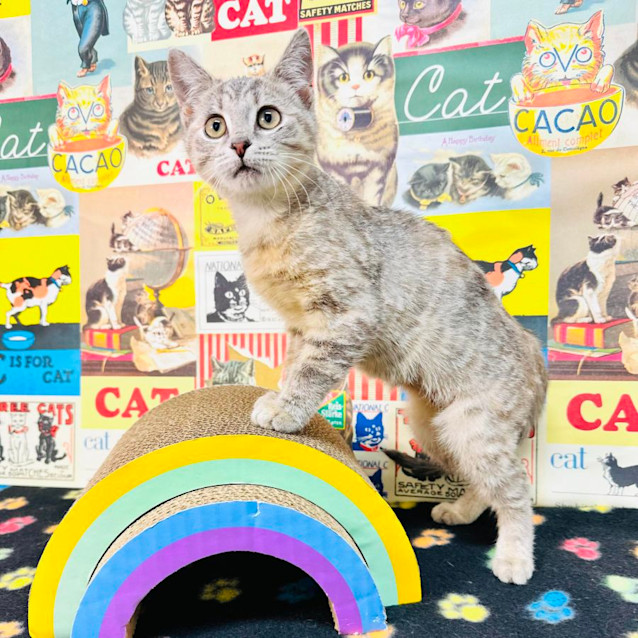 Photo of Taffy   Located In Preston